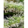 Killer Kush F1 Fast Version